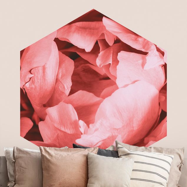Wallpapers rose Peony Blossom Coral