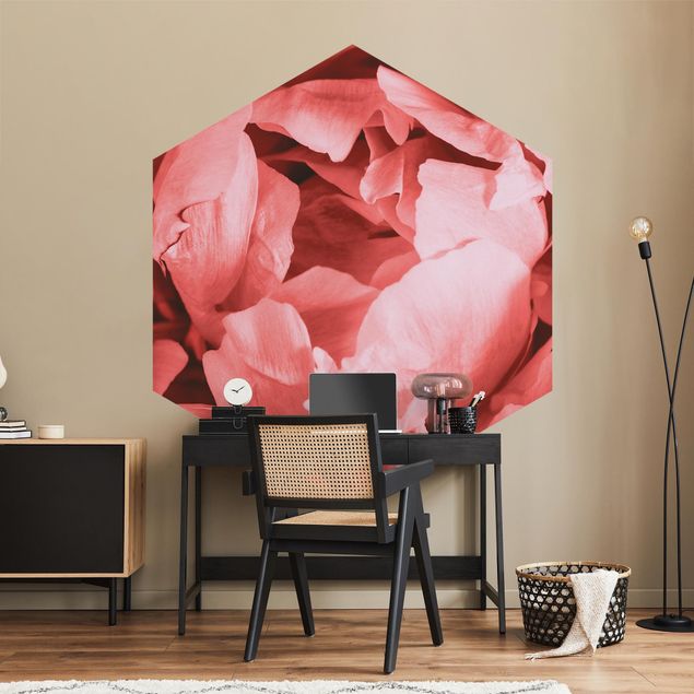 Wallpapers flower Peony Blossom Coral