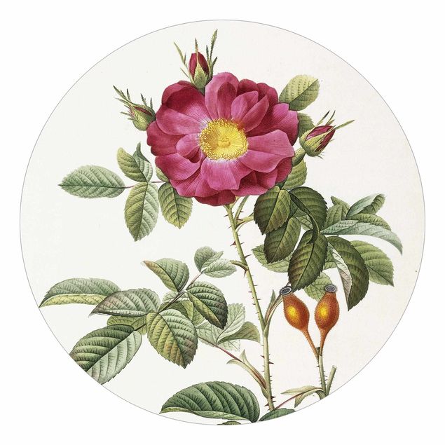 Wallpapers flower Pierre Joseph Redoute - Portland Rose