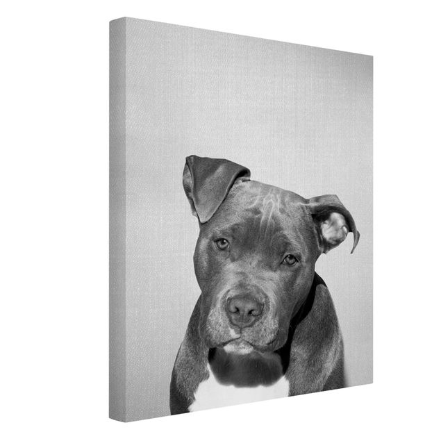 Canvas black and white Pit Bull Pelle Black And White