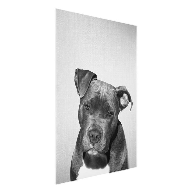 Glass prints pieces Pit Bull Pelle Black And White