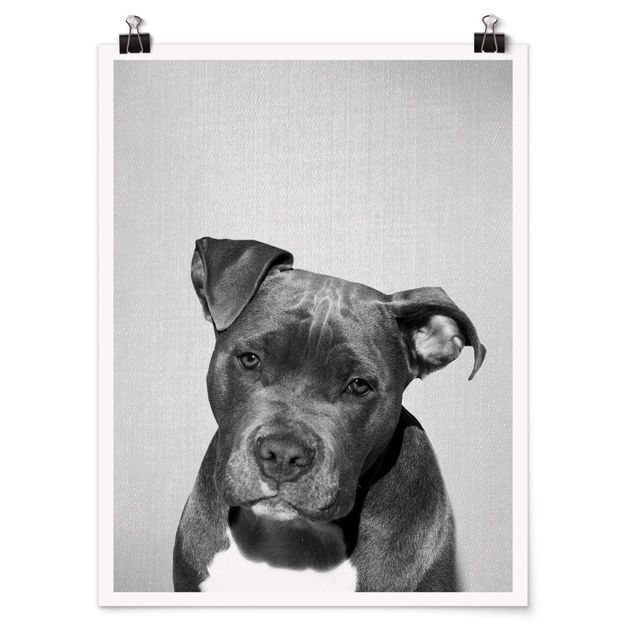 Posters black and white Pit Bull Pelle Black And White