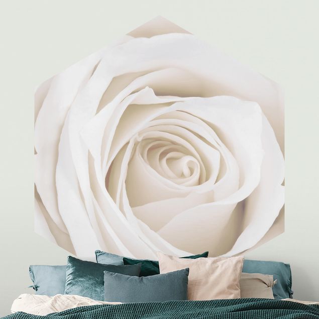 Rose flower wallpaper Pretty White Rose