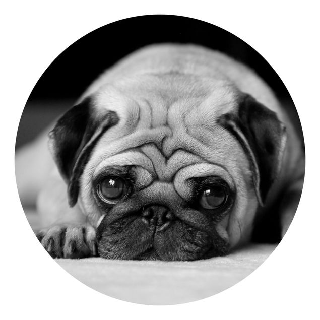 Wallpapers animals Pug Loves You II