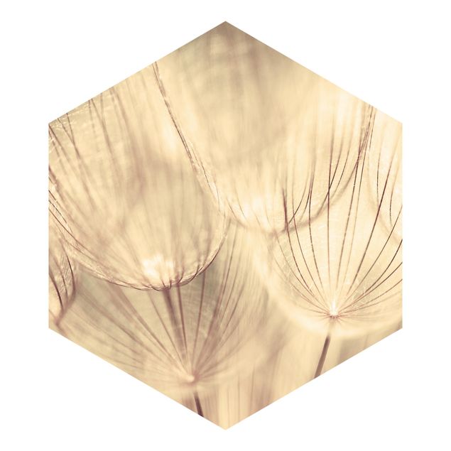 Peel and stick wallpaper Dandelions Close-Up In Cozy Sepia Tones