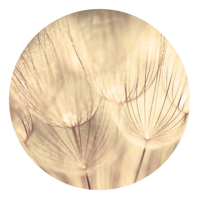 Wallpapers flower Dandelions Close-Up In Cozy Sepia Tones
