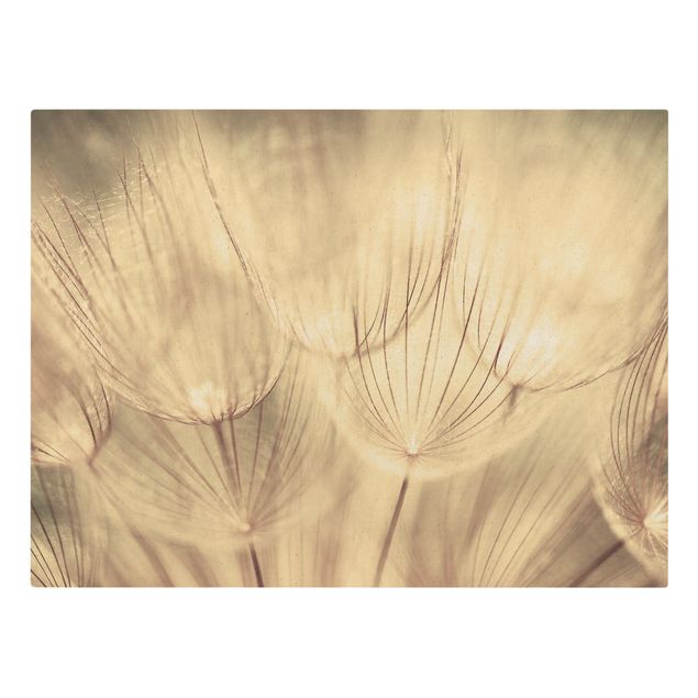 Flower print Dandelions Close-Up In Cozy Sepia Tones