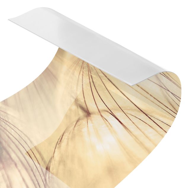 Splashback Dandelions Close-Up In Cozy Sepia Tones