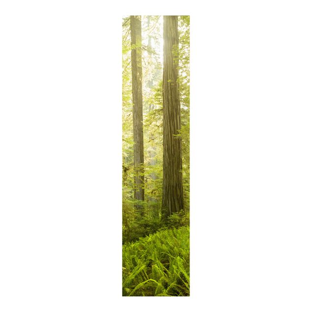 Sliding panel curtains landscape Redwood State Park Forest View