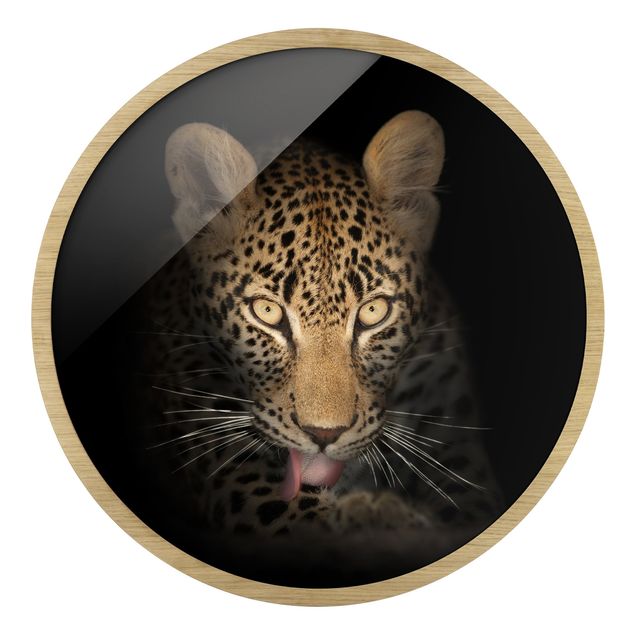 Animal framed pictures Resting Leopard