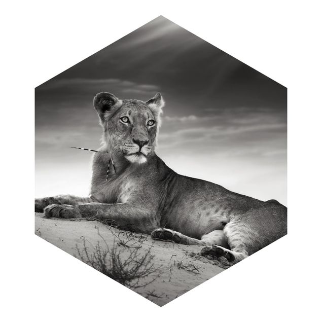 Wallpapers modern Resting Lion