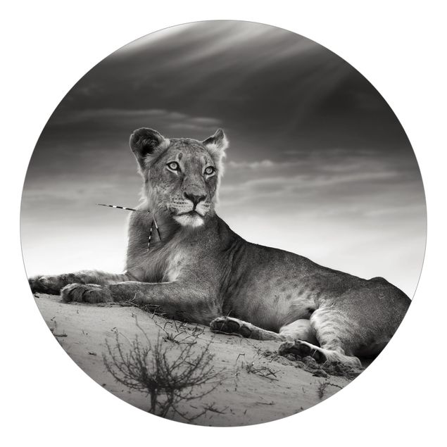 Black white wallpaper Resting Lion