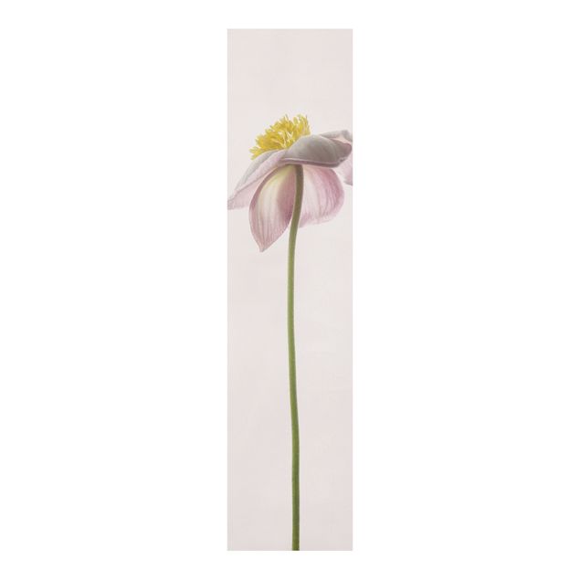Sliding panel curtains flower Pink Anemone Blossoms