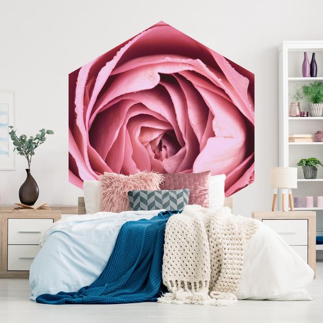 Wallpapers flower Pink Rose Blossom