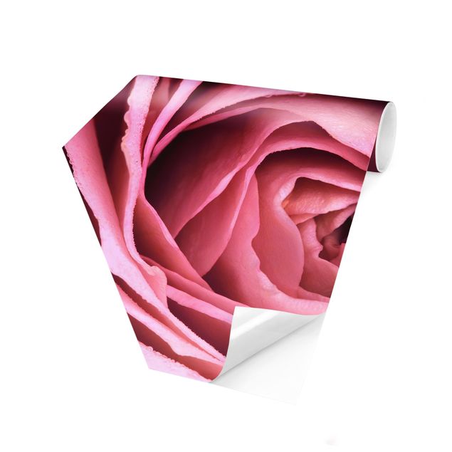 Wallpapers country Pink Rose Blossom