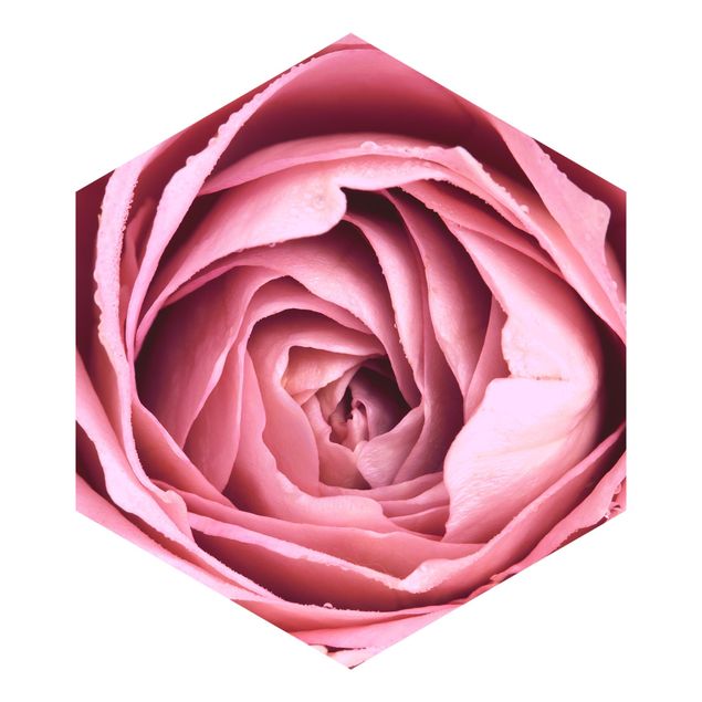Aesthetic pink wallpaper Pink Rose Blossom