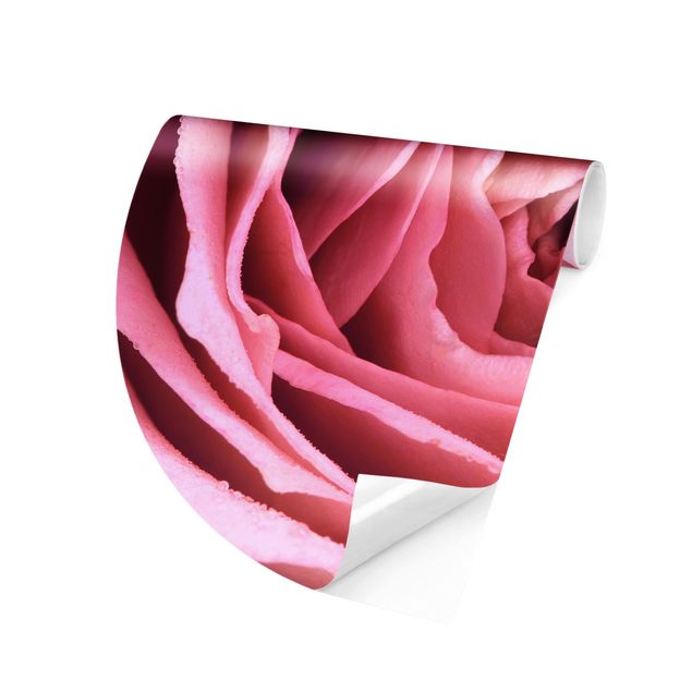 Wallpapers flower Pink Rose Blossom