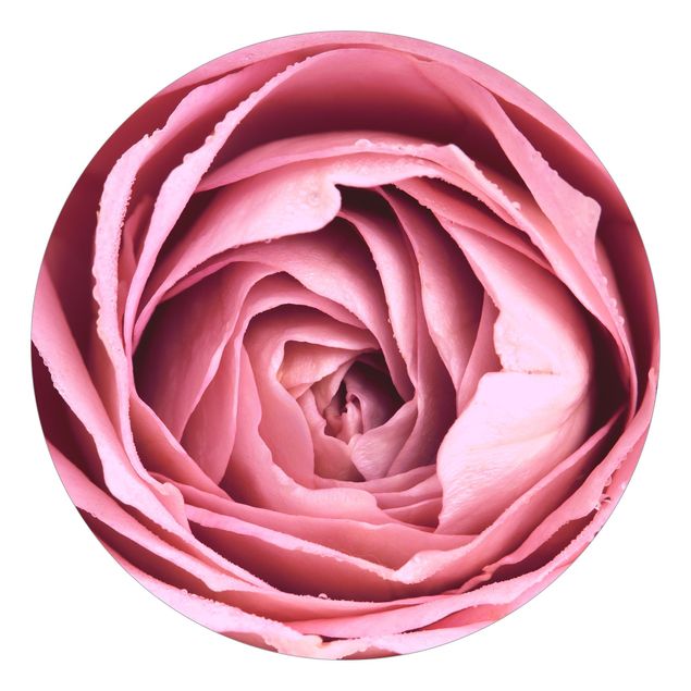 Modern wallpaper designs Pink Rose Blossom
