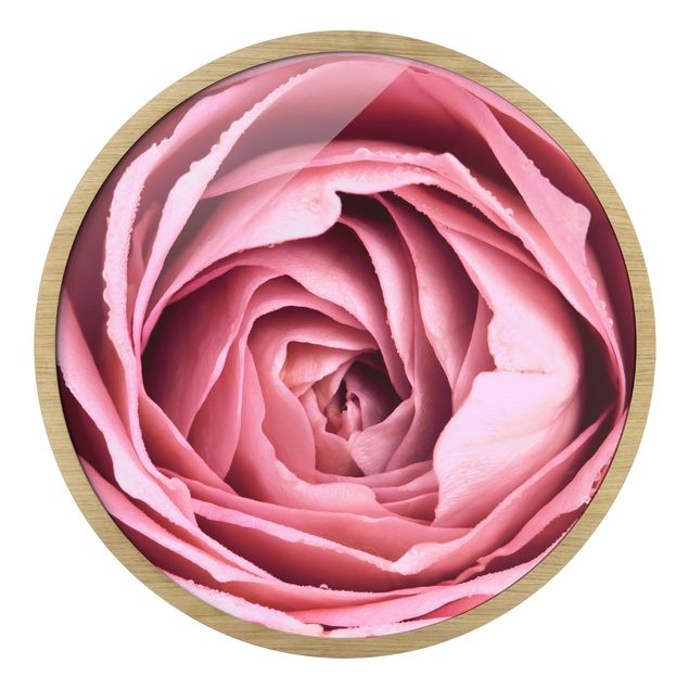 Pink wall art Pink Rose Blossom