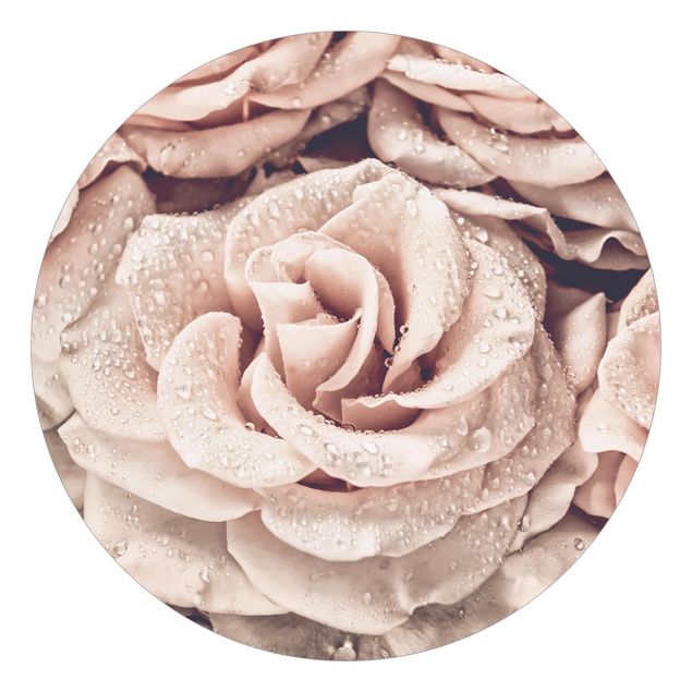 Wallpapers modern Roses Sepia With Water Drops