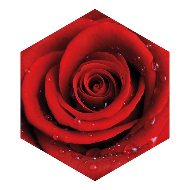 Wallpapers brown Red Rose With Water Drops