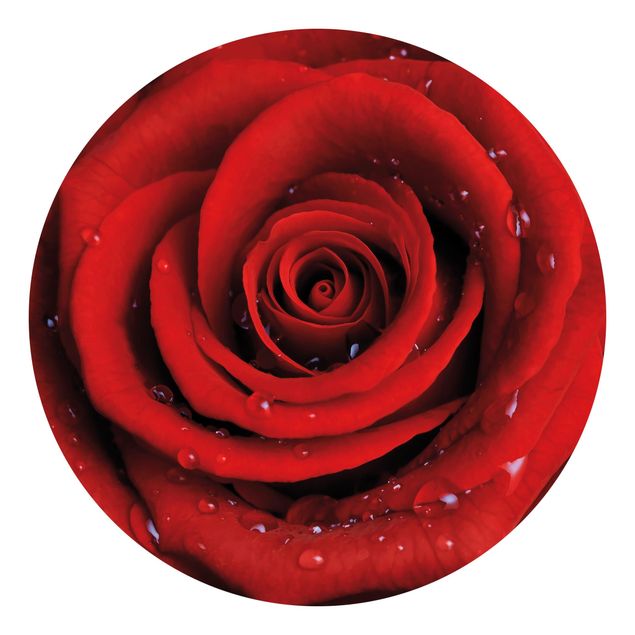 Contemporary wallpaper Red Rose With Water Drops