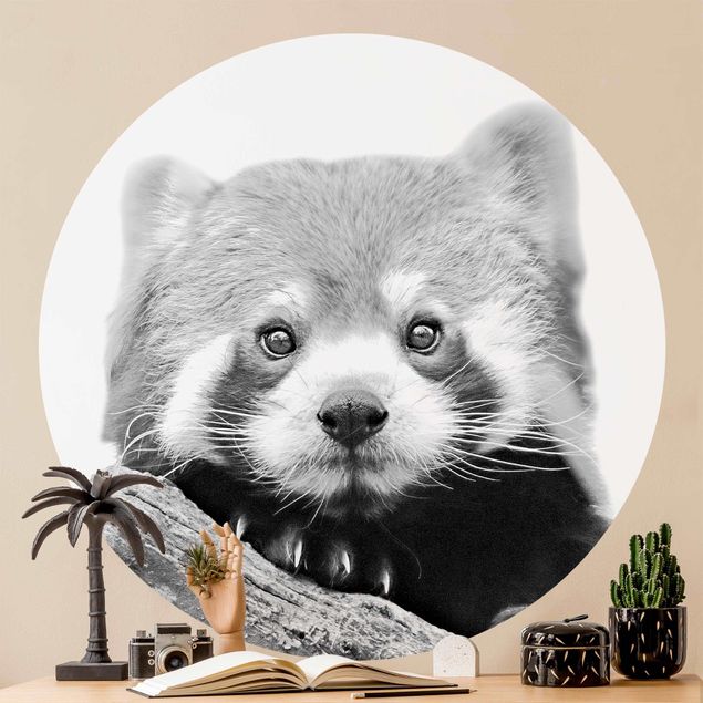 Wallpapers black and white Red Panda In Black And White