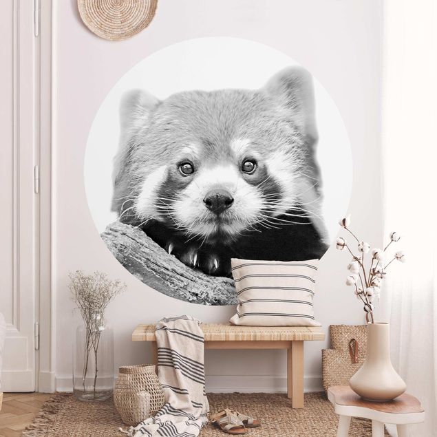 Wallpapers animals Red Panda In Black And White