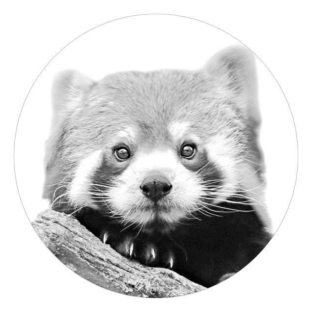 Self adhesive wallpapers Red Panda In Black And White