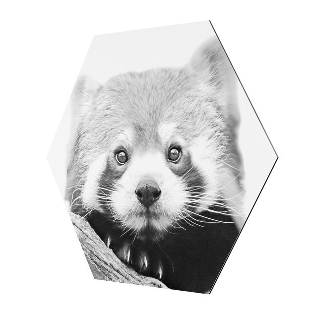 Prints black and white Red Panda In Black And White