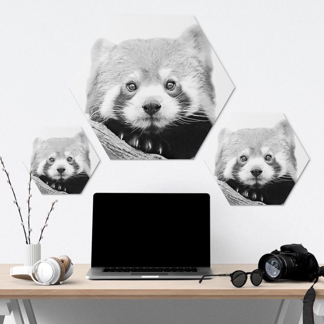 Prints Red Panda In Black And White