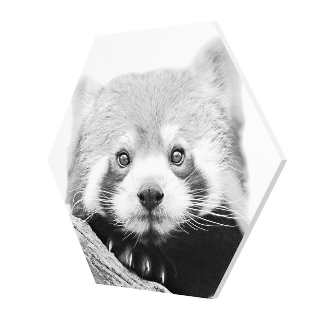 Forex prints Red Panda In Black And White