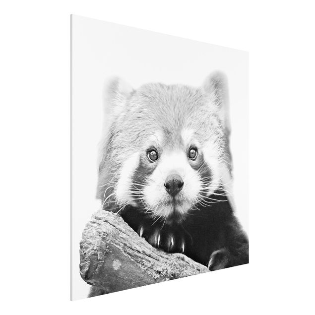 Kids room decor Red Panda In Black And White