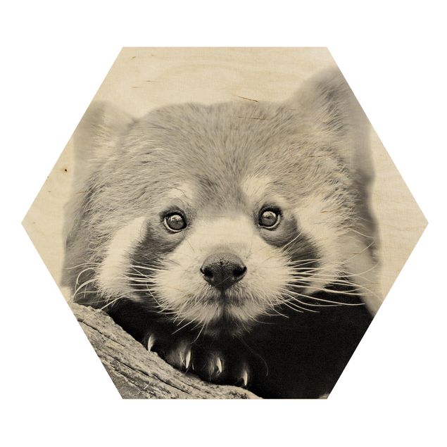 Contemporary art prints Red Panda In Black And White