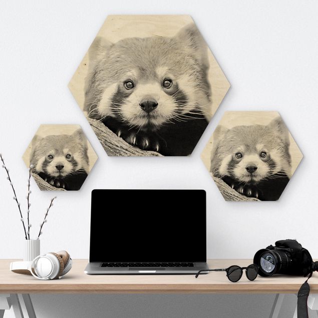 Prints on wood Red Panda In Black And White