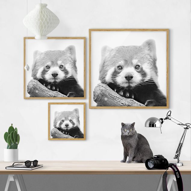 Modern art prints Red Panda In Black And White
