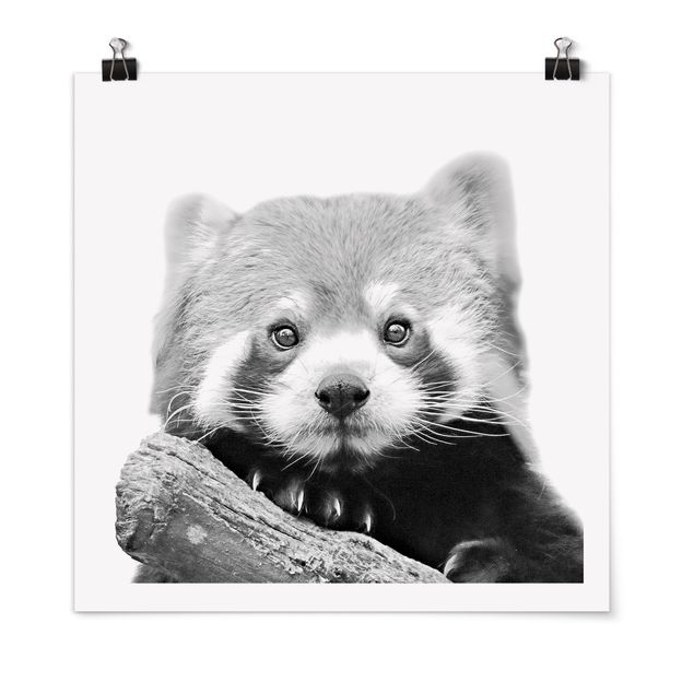 Child wall art Red Panda In Black And White