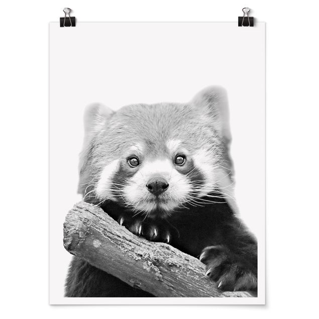 Child wall art Red Panda In Black And White