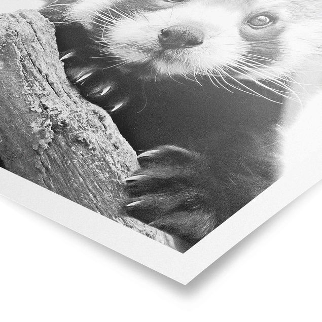 Poster black white Red Panda In Black And White