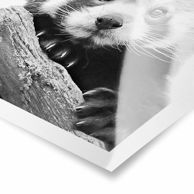 Black and white wall art Red Panda In Black And White