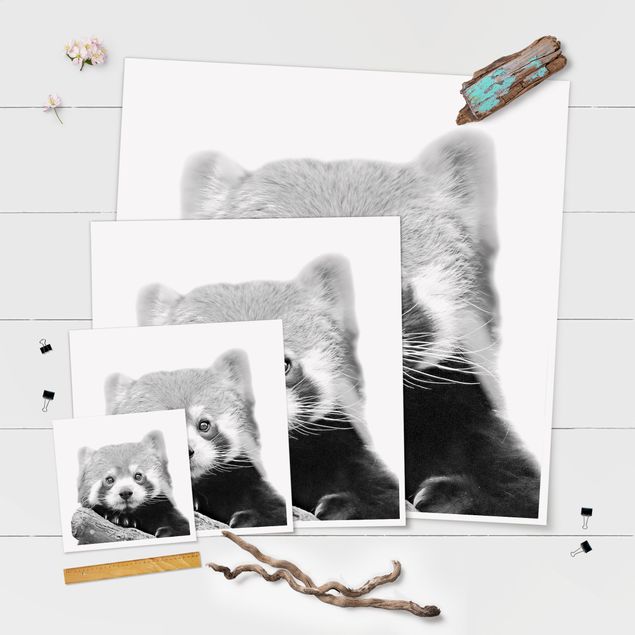 Prints Red Panda In Black And White