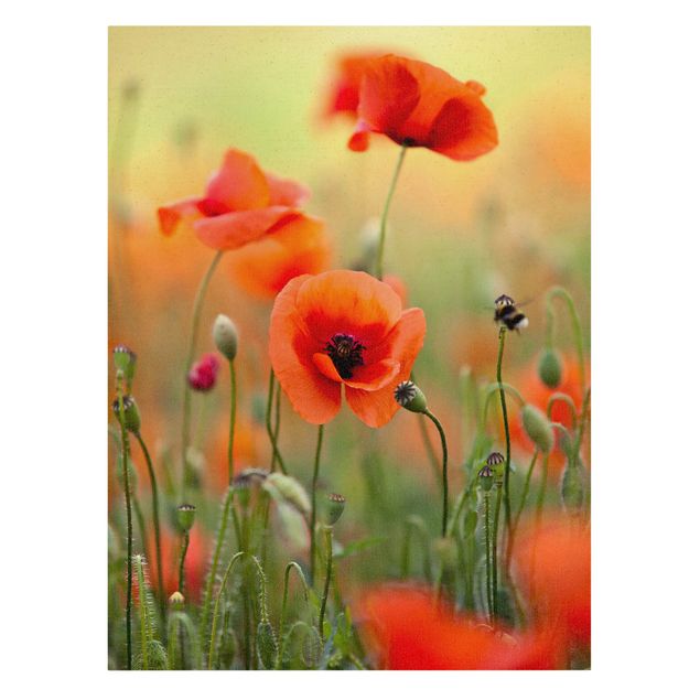 Floral prints Red Summer Poppy