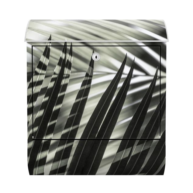 Letterboxes landscape Interplay Of Shaddow And Light On Palm Fronds