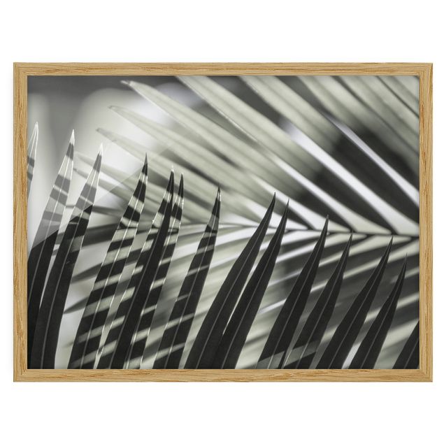 Floral prints Interplay Of Shaddow And Light On Palm Fronds