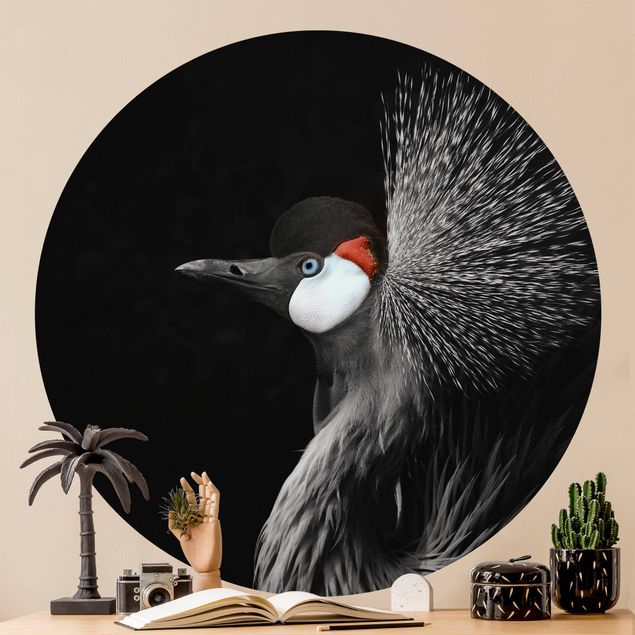 Wallpapers birds Black Crowned Crane