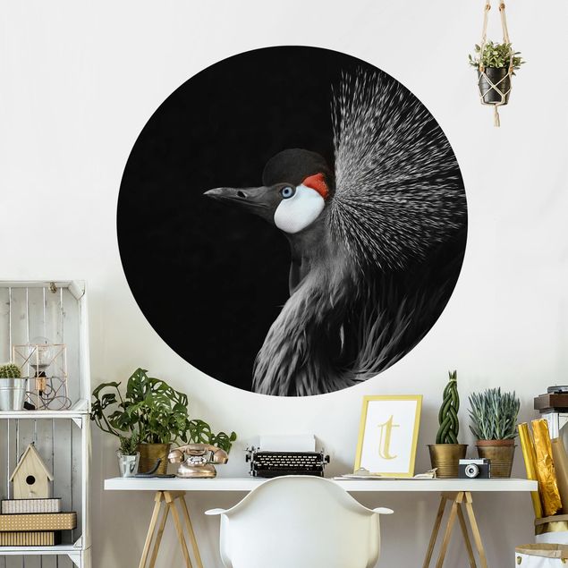 Wallpapers animals Black Crowned Crane