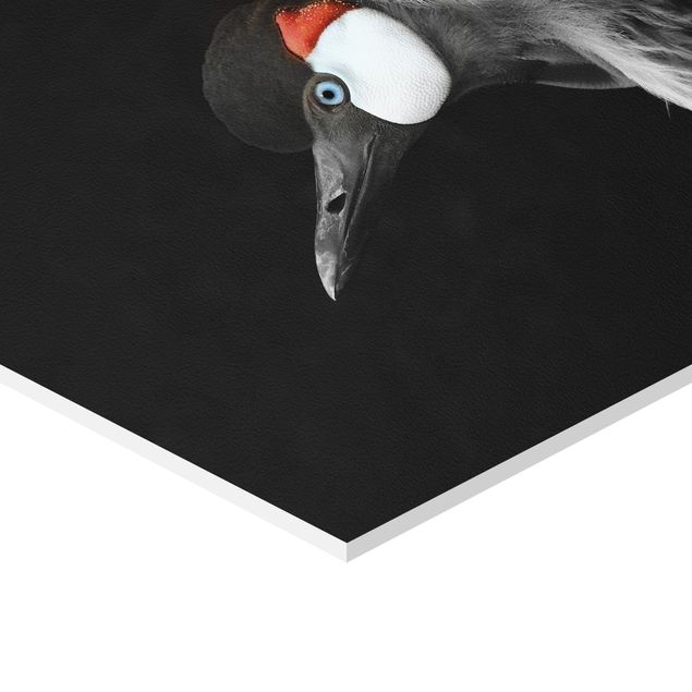 Prints Black Crowned Crane