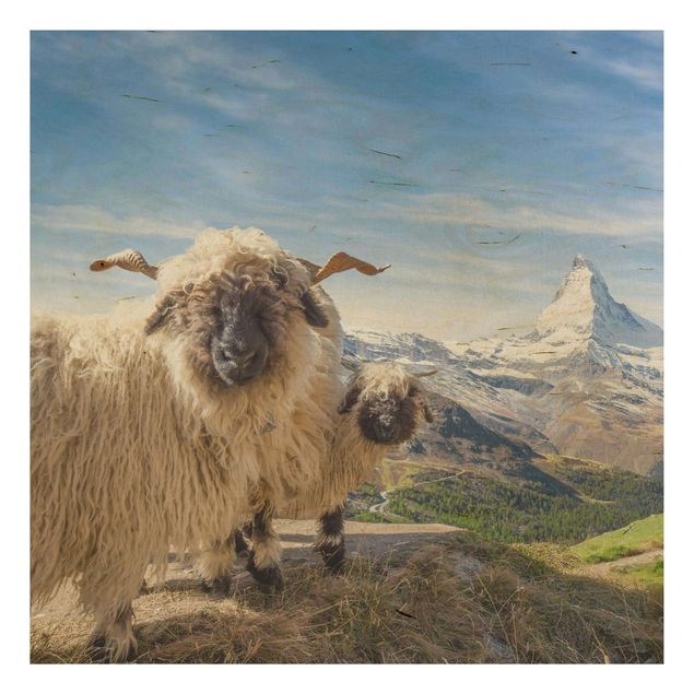 Wood prints landscape Blacknose Sheep Of Zermatt