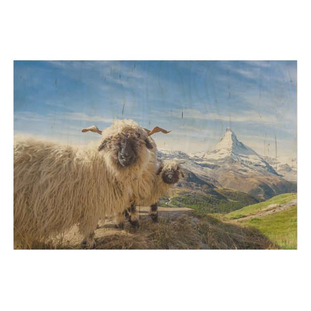 Wood prints landscape Blacknose Sheep Of Zermatt