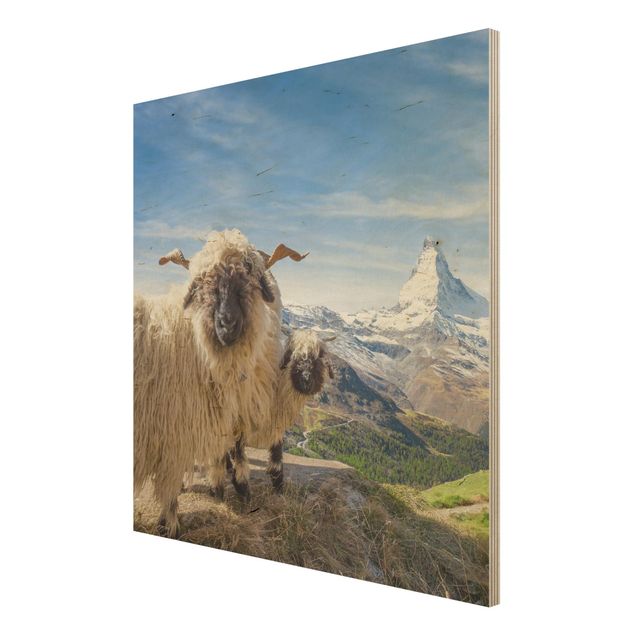 Prints Blacknose Sheep Of Zermatt